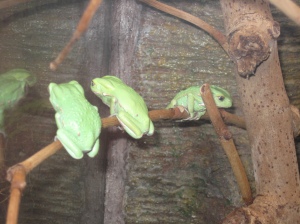 little green frogs!